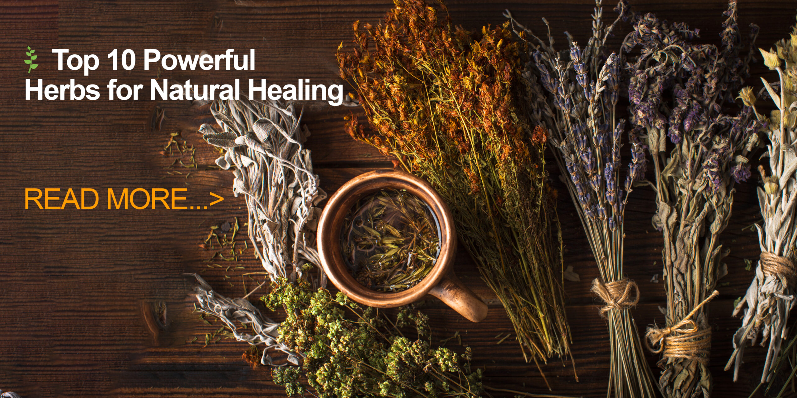 10 Powerful Herbs for Natural Healing